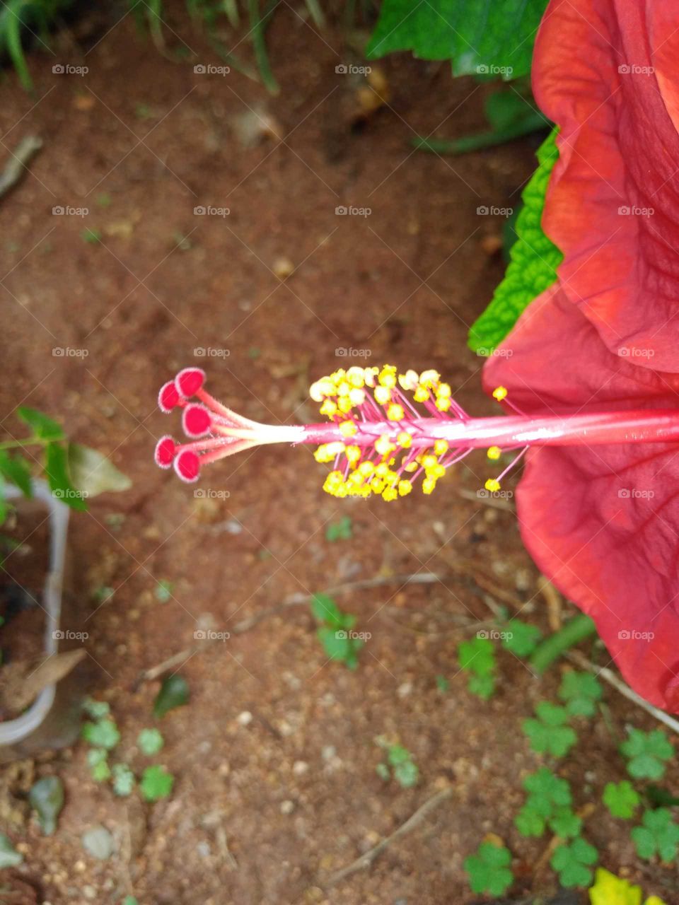 stylus of a beautiful red hibiscus flower