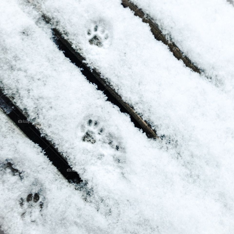 cat paw prints in snow