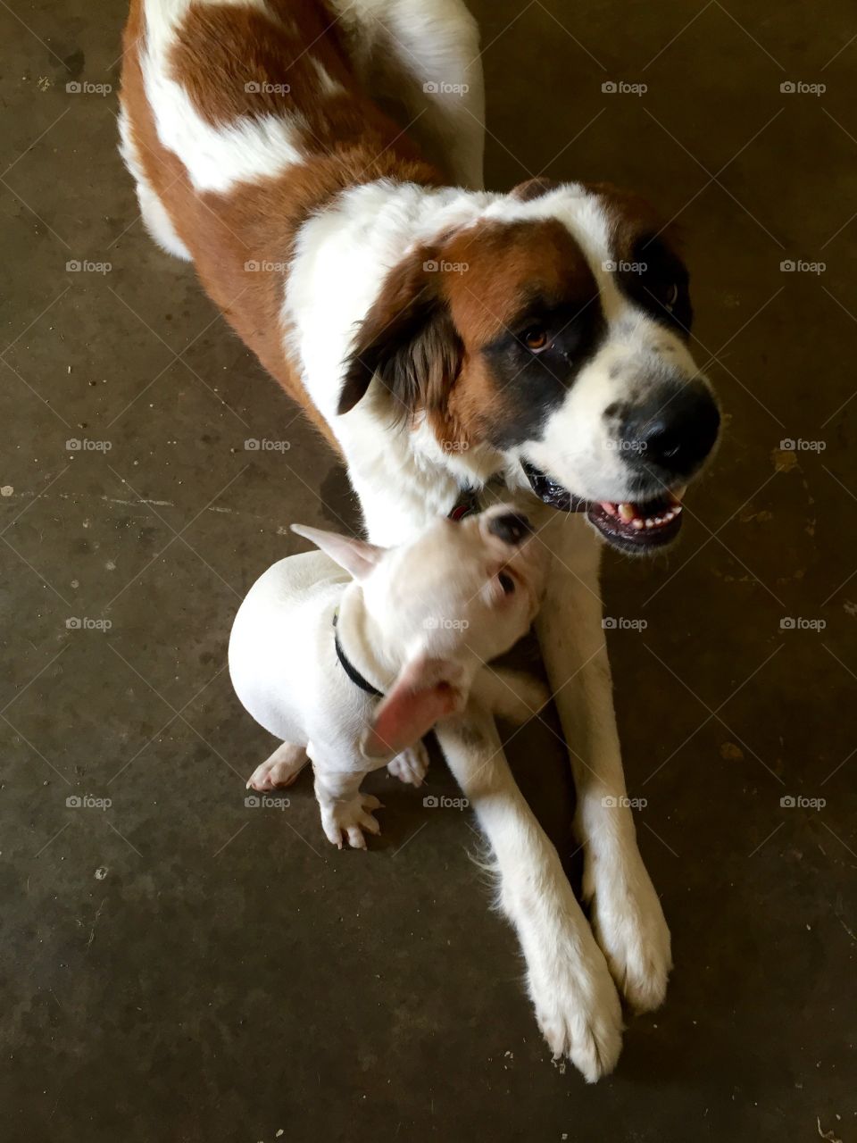 St. Bernard and French Bulldog showing each other some love
