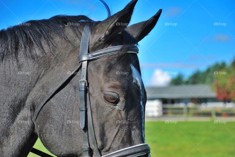 The eyes have it. Eyes and ears of a beautiful black horse against  a blue sky