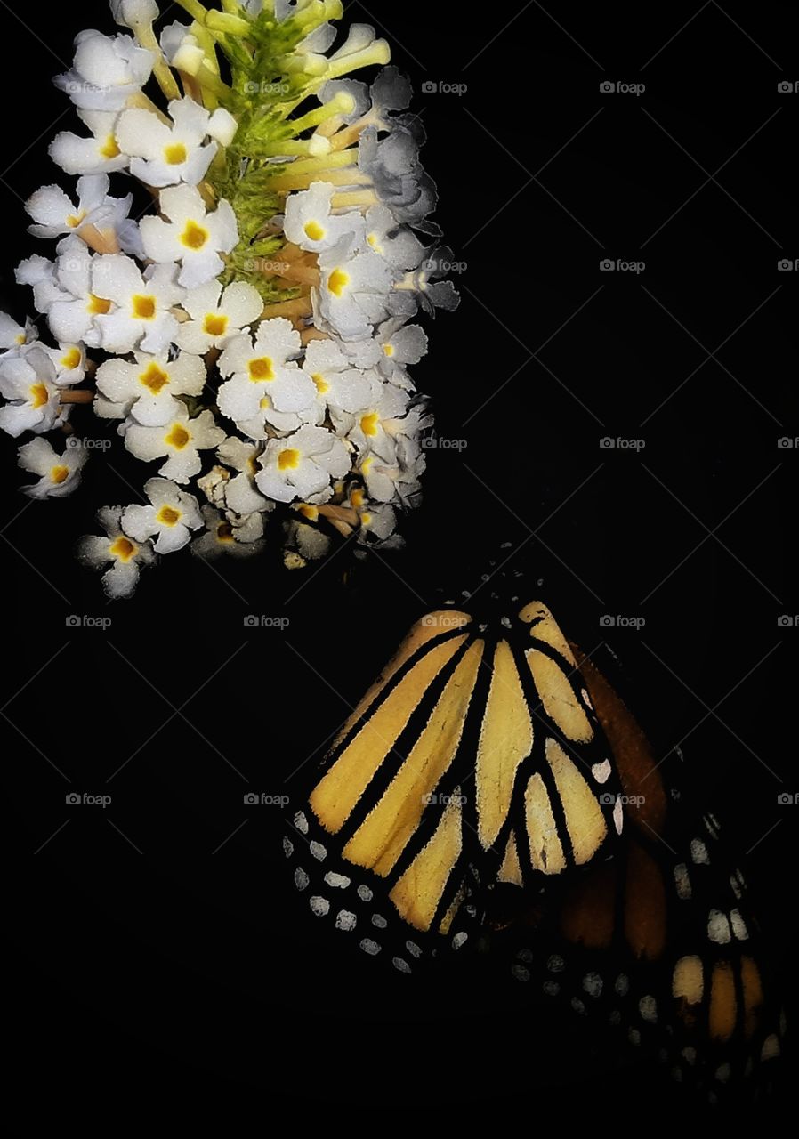 Yellow Nectar Dew Drops