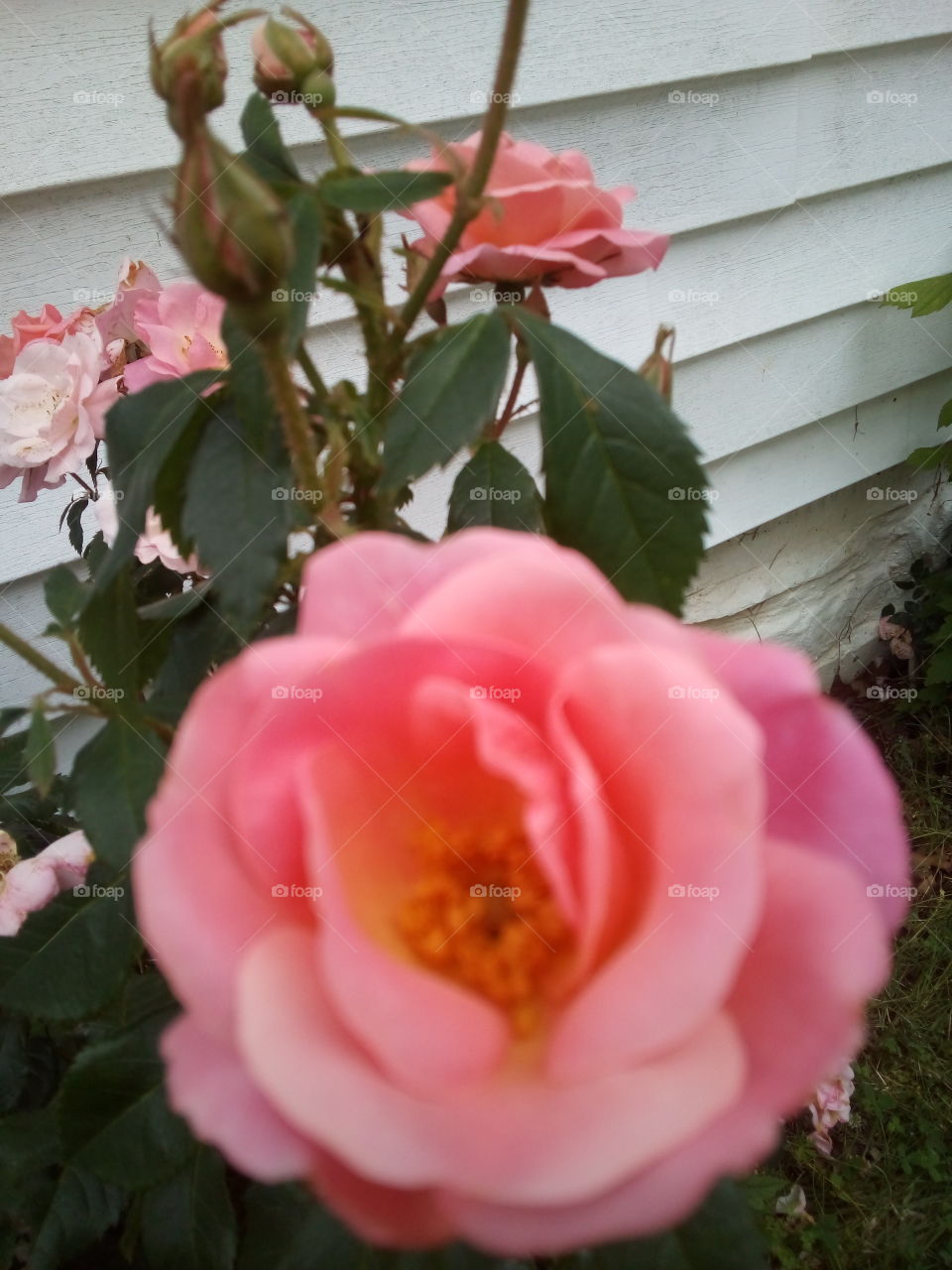 this Rose is to celebrate memorial weekend thanking all the veterans for their service.
