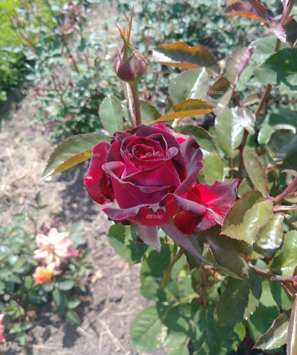 velvet rose