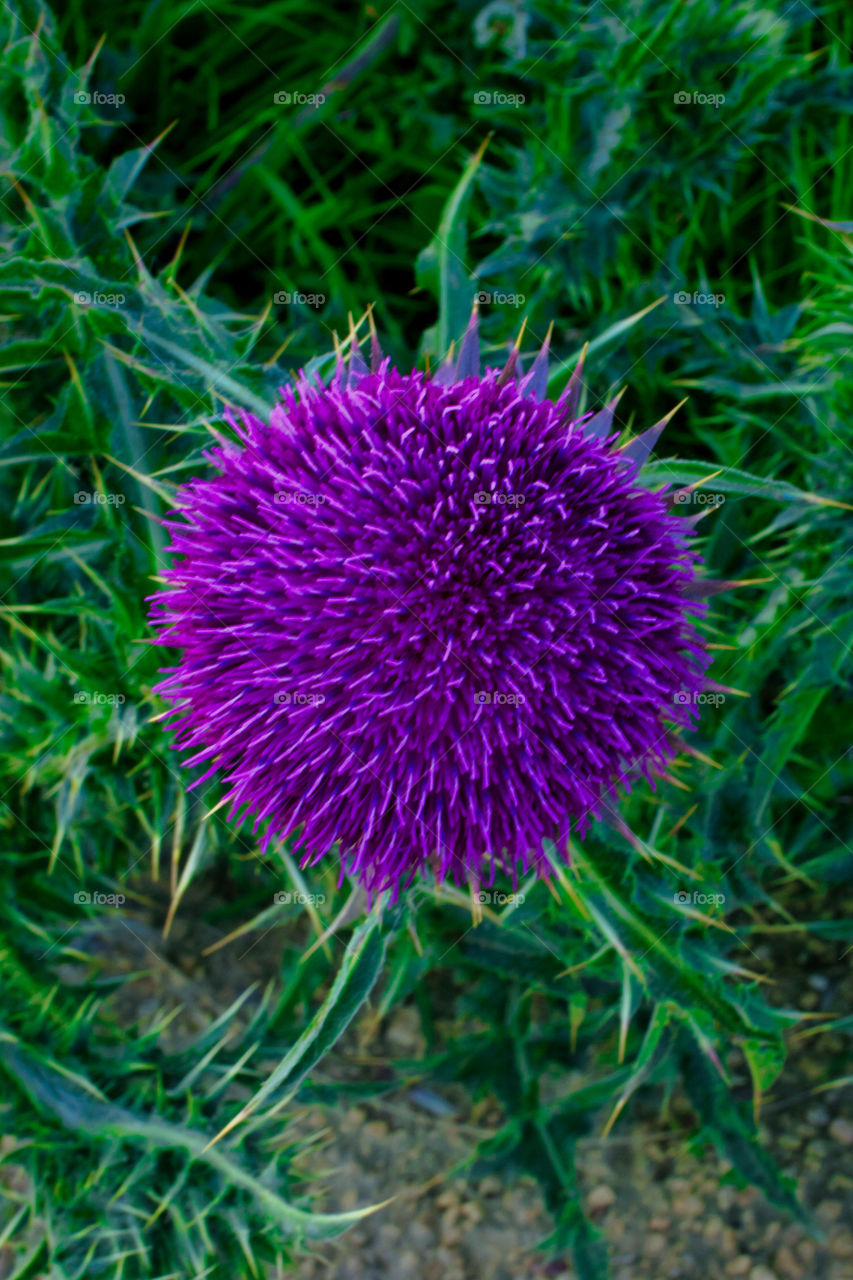 Circular Thistle head