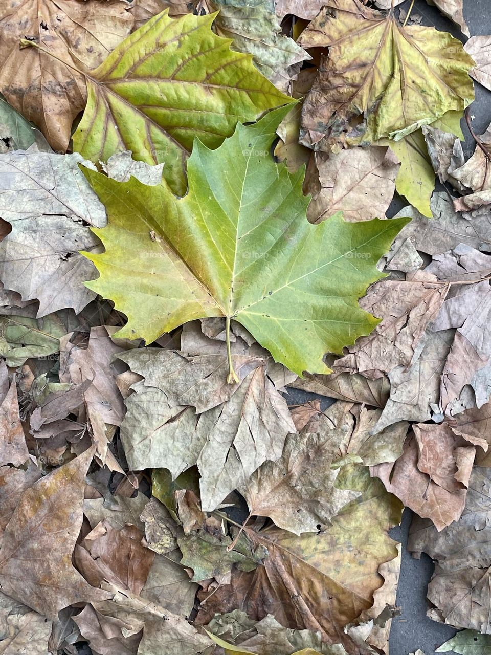 Fallen leaves in a tranquil park in Dublin