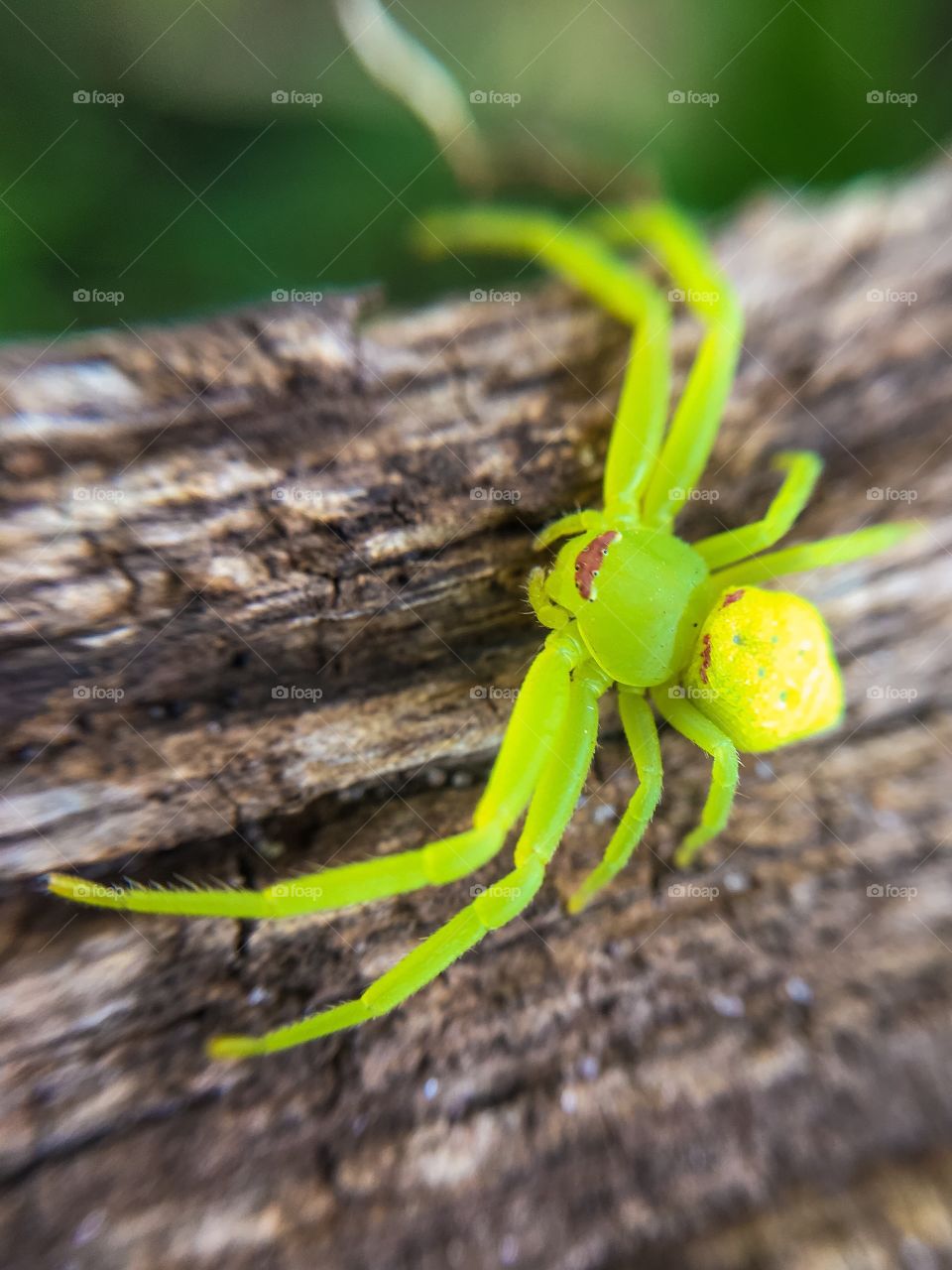 Luminous spider 