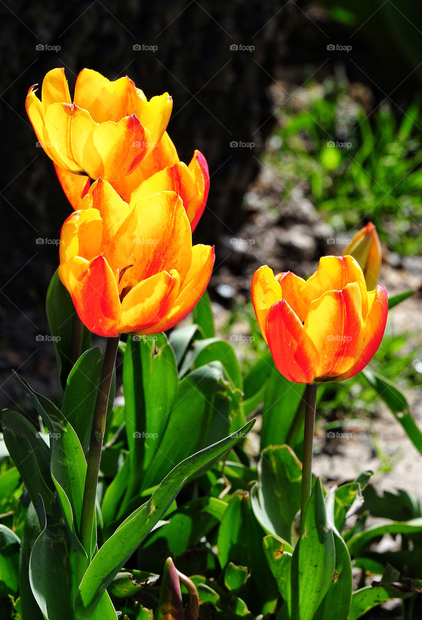 tulip