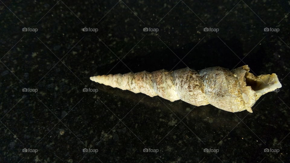 shells of snail