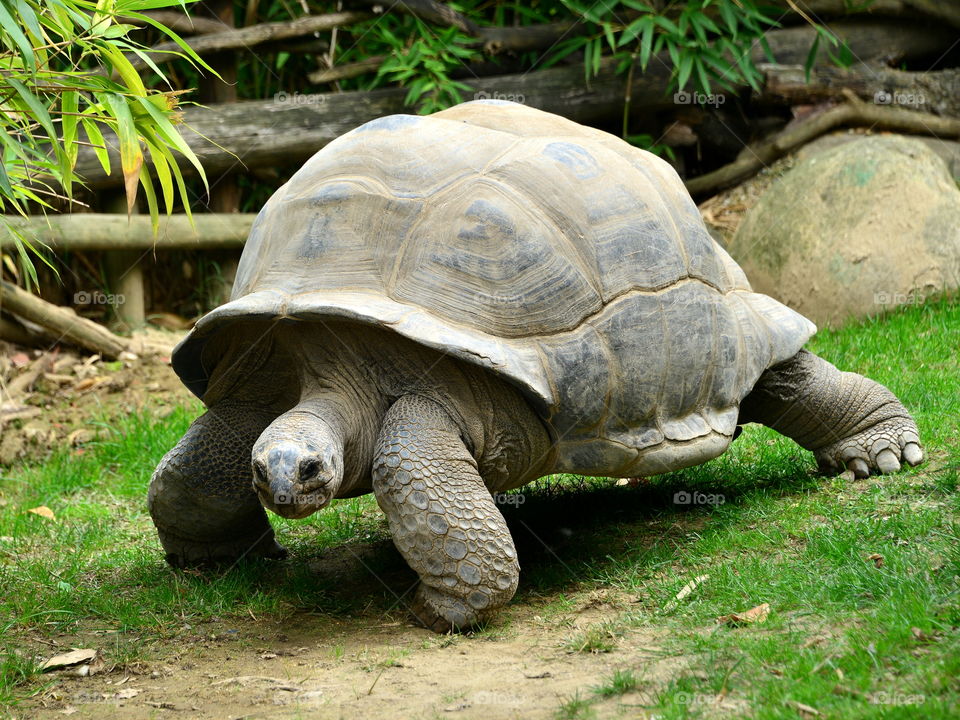 Close-up of giant tortoise