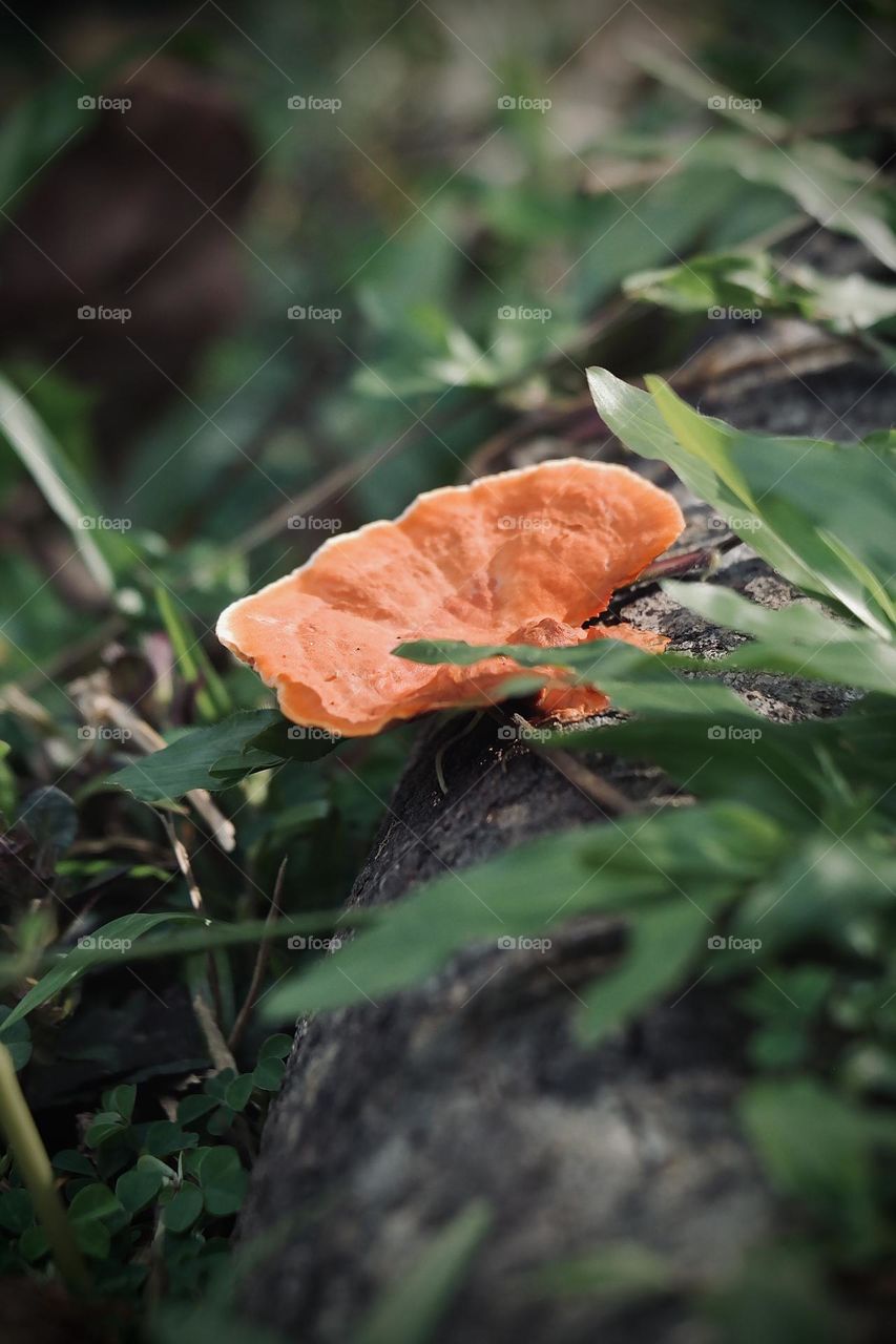 Fungus