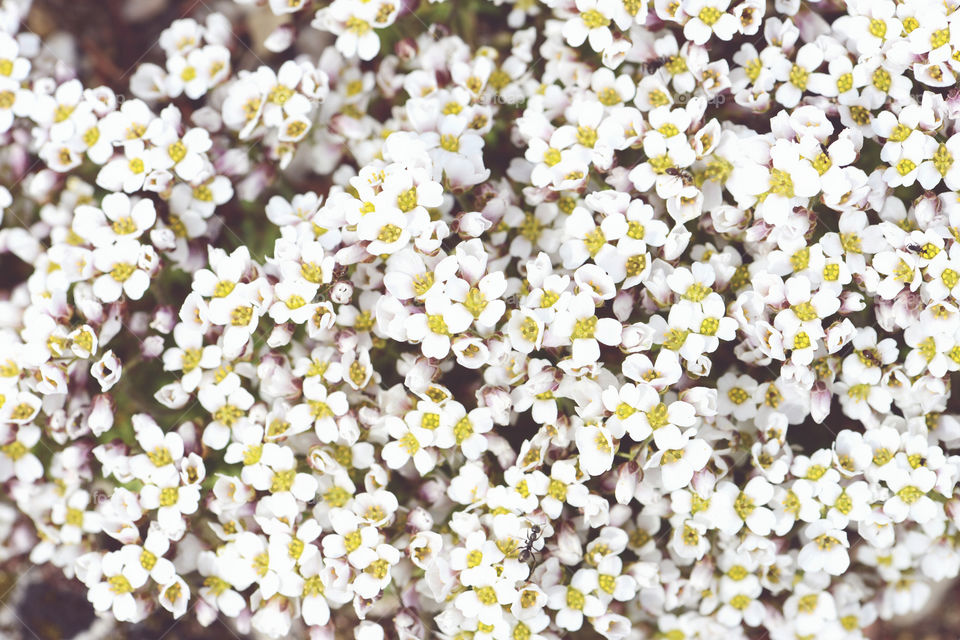 fullframe background of white rockcress