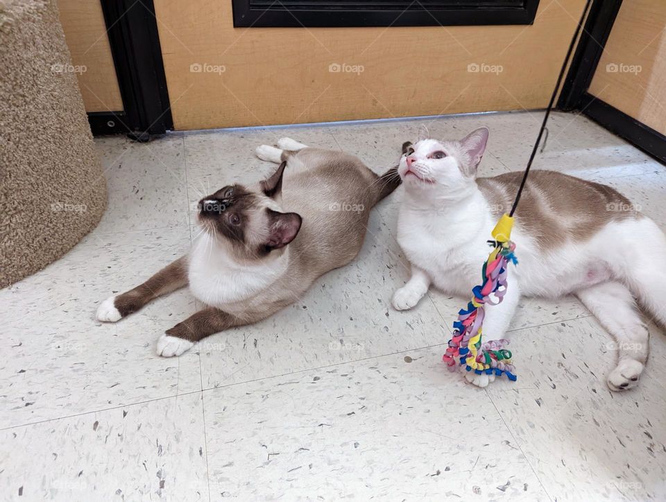 Every day is Caturday