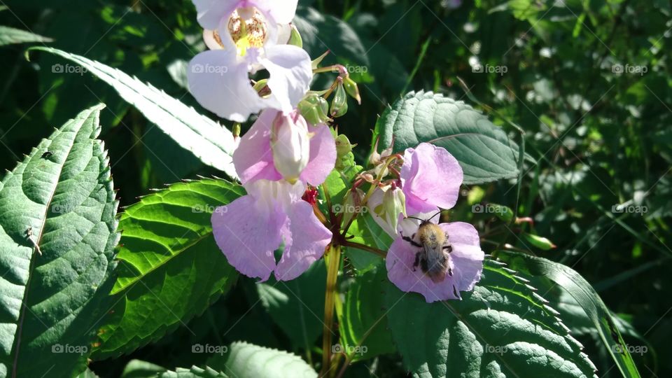 bumblebee on a wild orchid