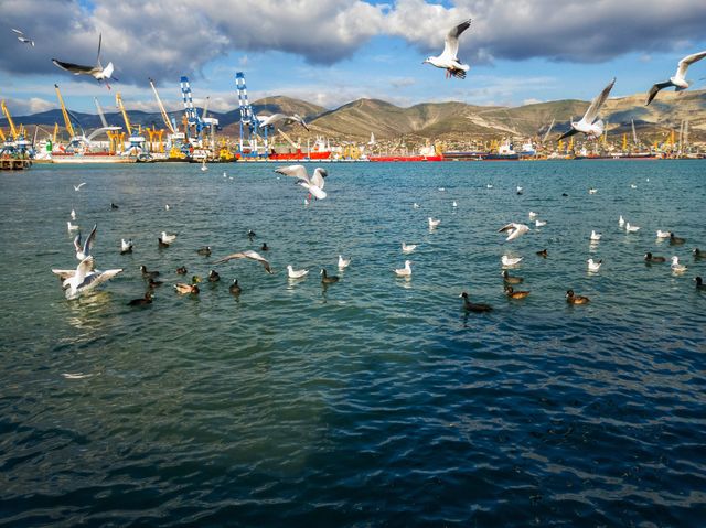 Gulls fly and catch fish. Gulls and ducks swim. Industrial port. mountain range.