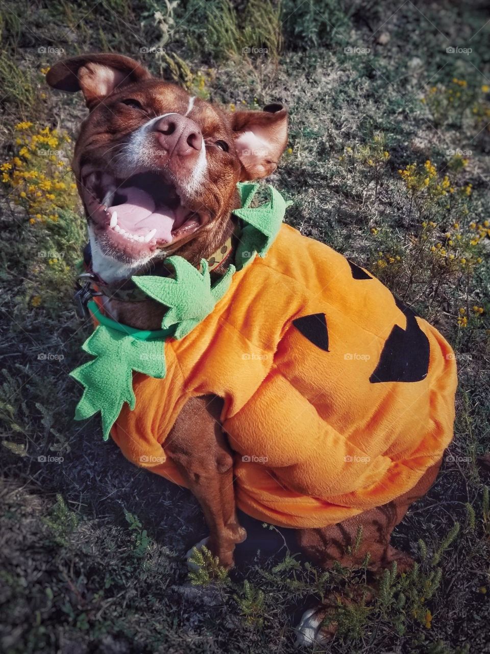 Olive our sweet dog 🐶 being a Pumpkin