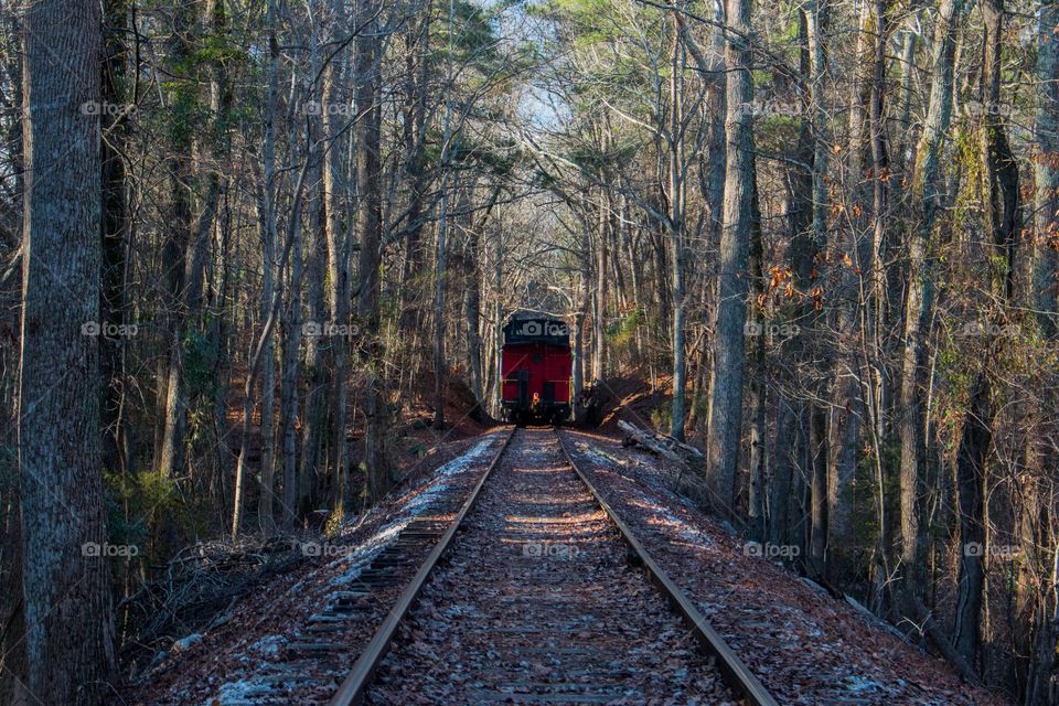 Caboose in the forest
