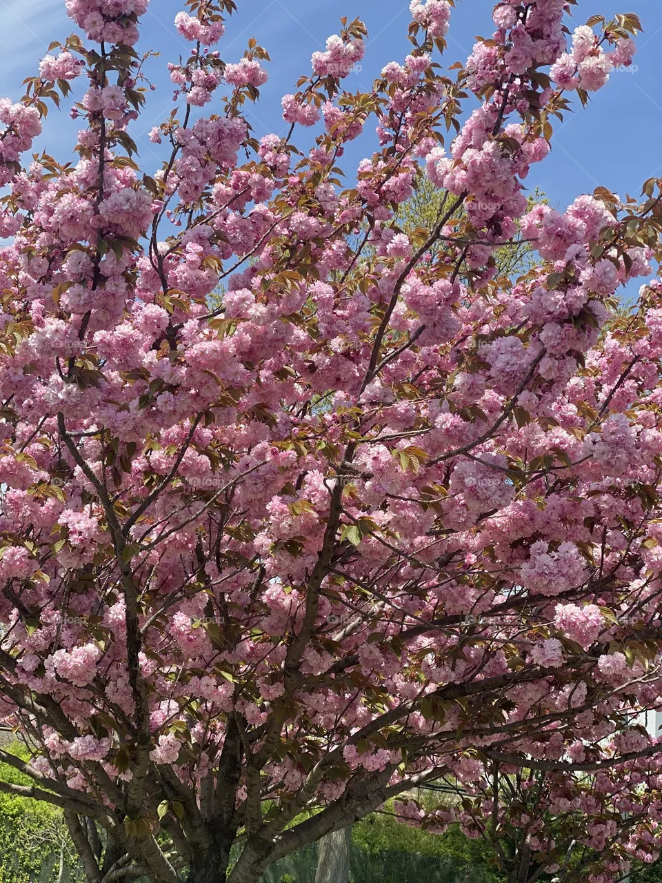Good old cherry blossom tree