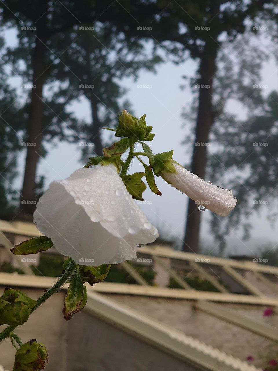 Morningsun on flower after rain