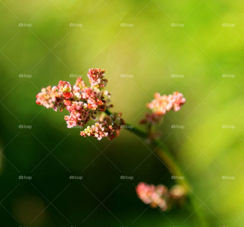 summer flowers