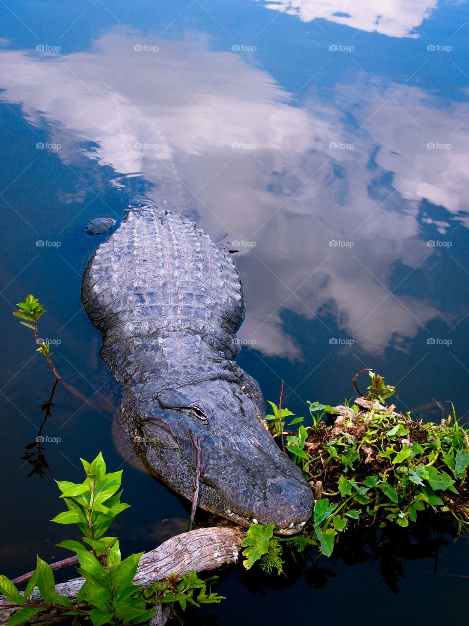 Blue sky's reflecting on Alligator