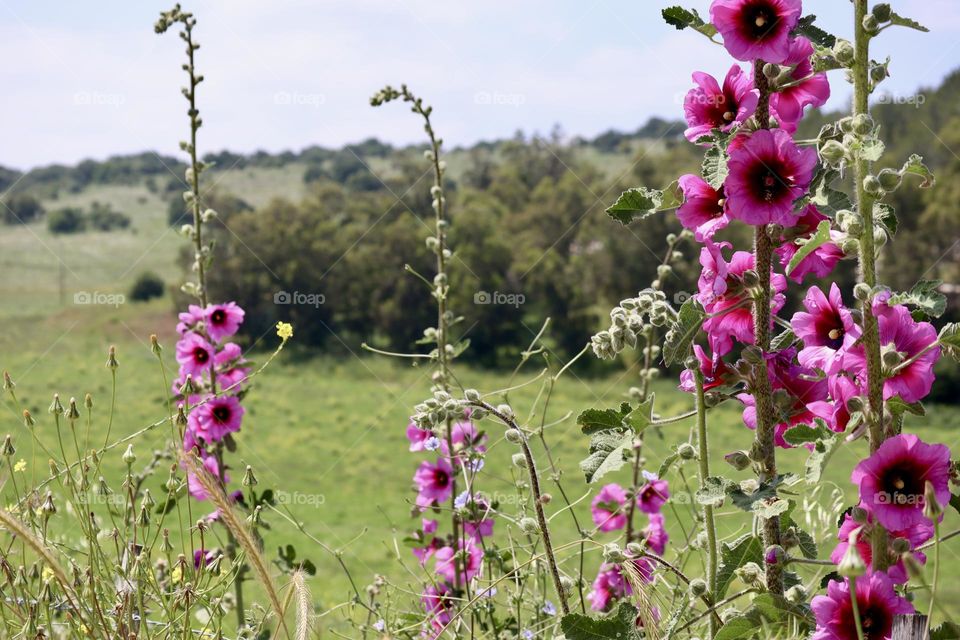 Beautiful Hollyhock blossom 