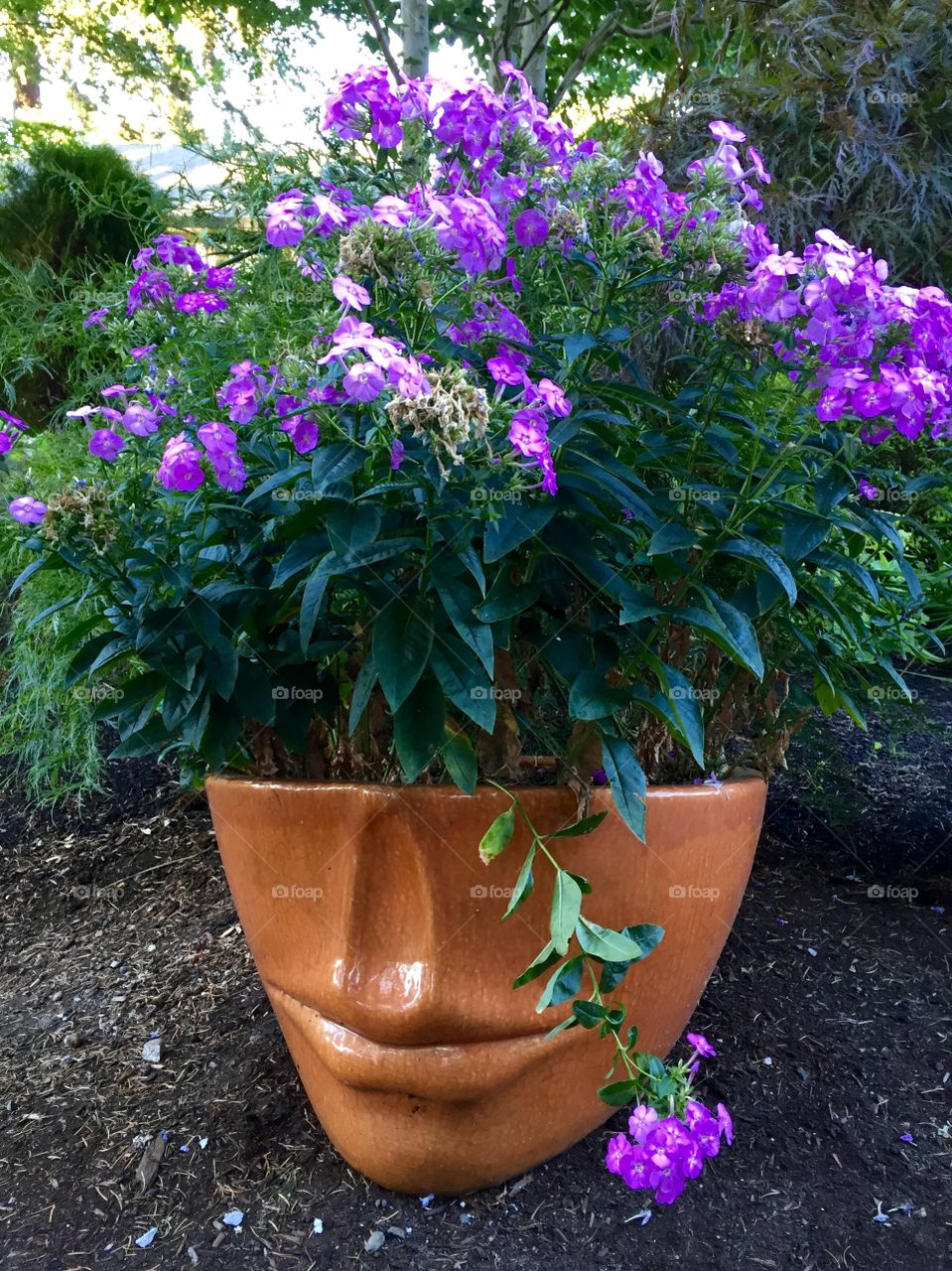 Face Planter