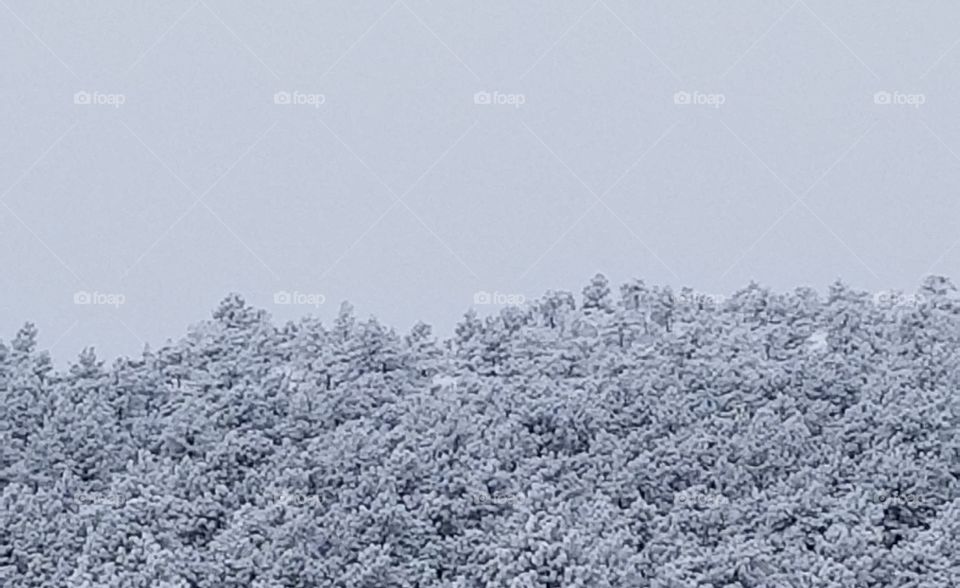 Snowy pines