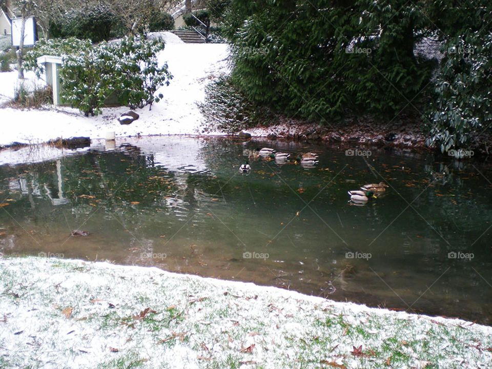 ducks swimming in apartment complex pond surrounded by snow in Winter