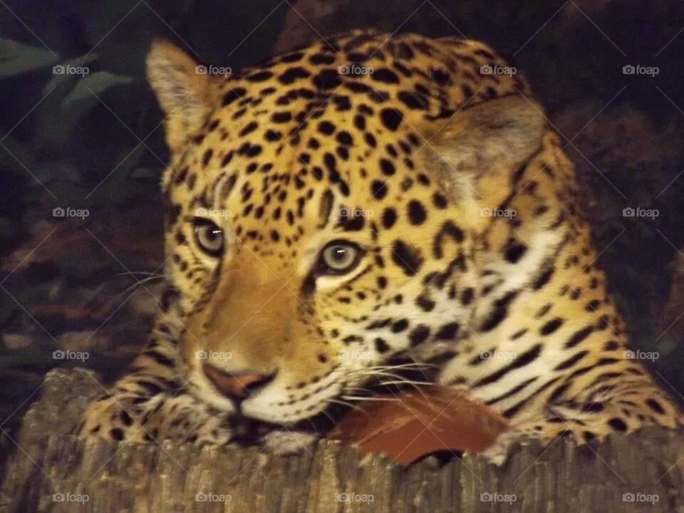 jaguar