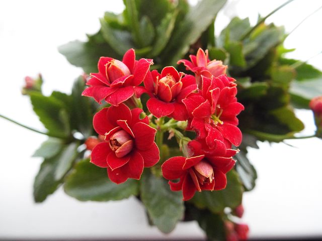A Red Plant