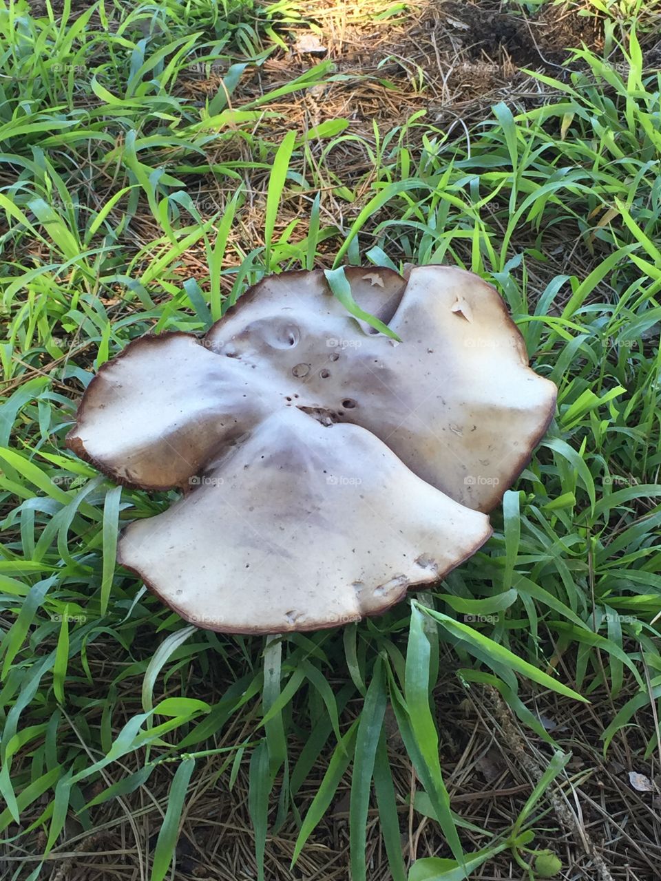  Big Mushroom 