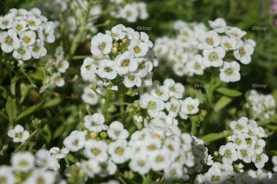 alyssum