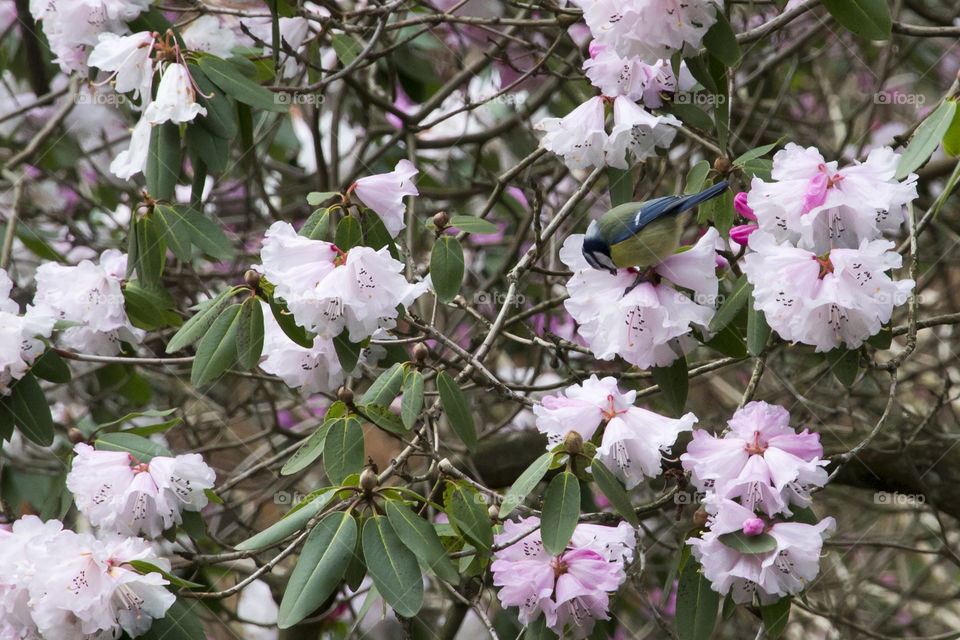 Bird in pink blooming rhododendron .
Fågel i rosa blommande rododendron 