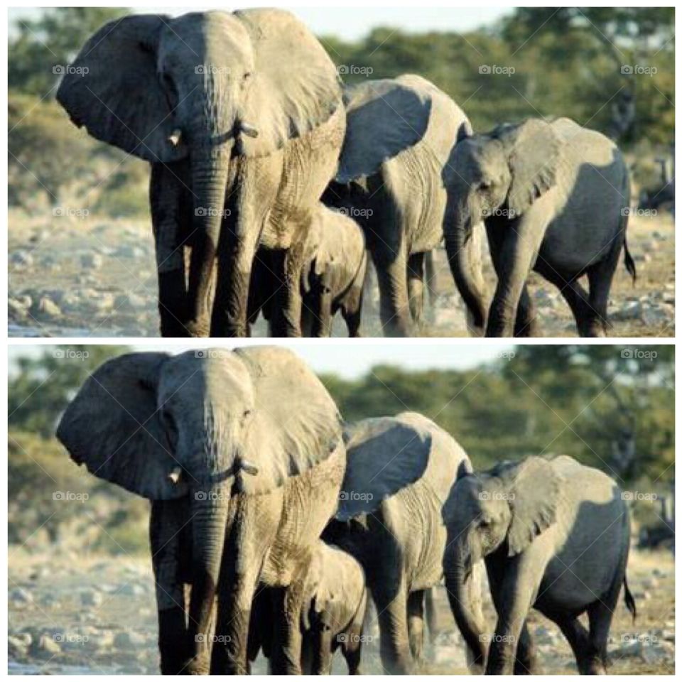 An amazing African Elephants in Massai Mara National game reserve 