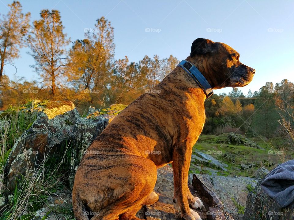 Thor watching the sunset!