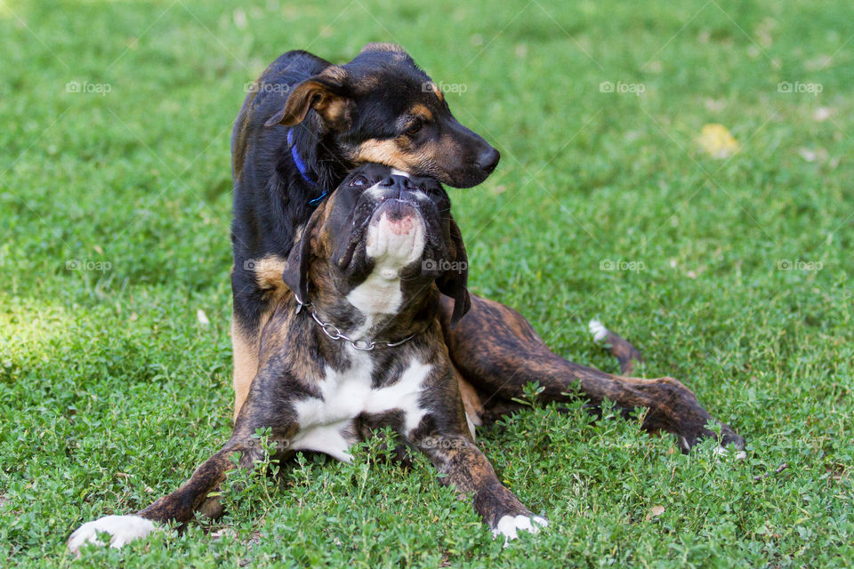 Dogs on grass