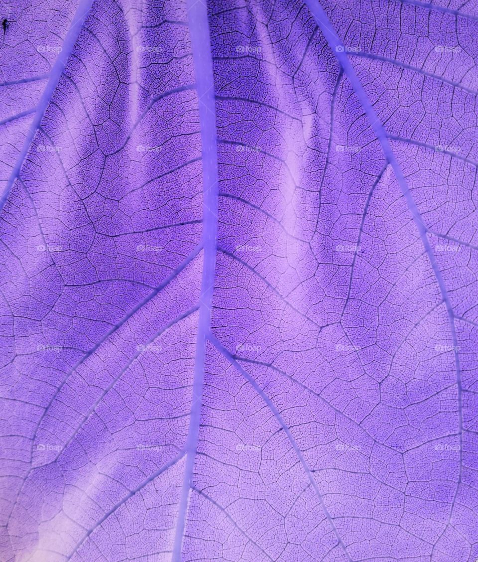 leaf anatomy (negative edit)