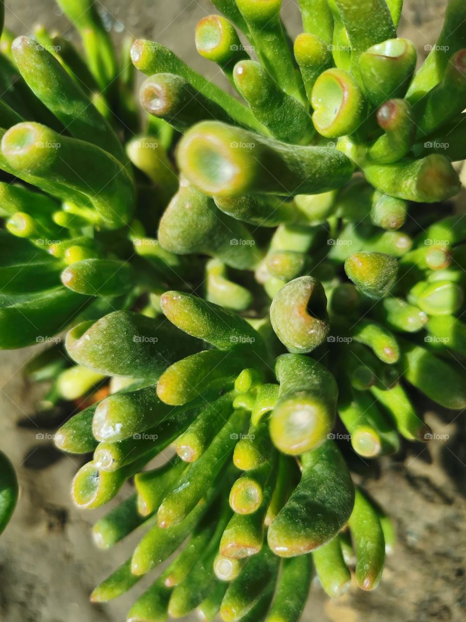 Detail of a green succulent