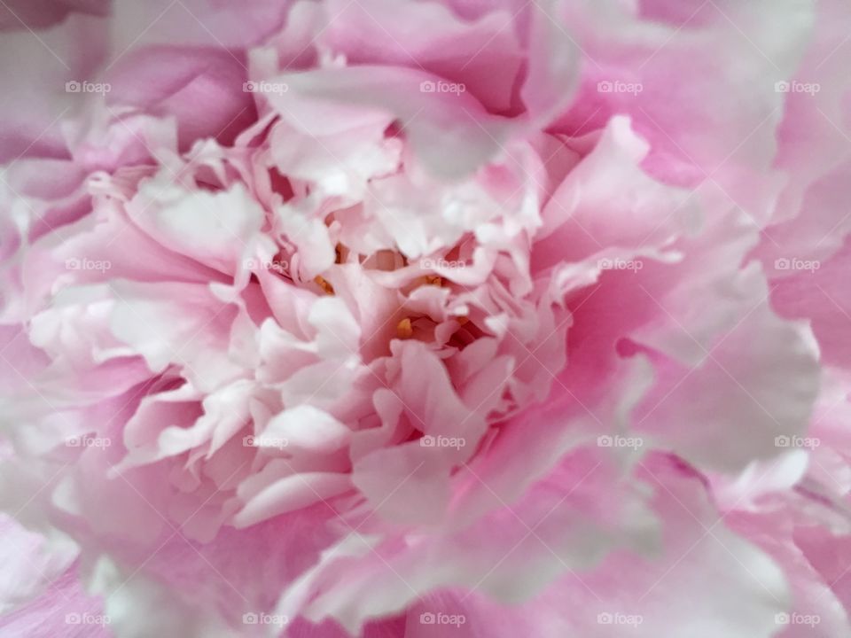 The feminine folds of a peony. 