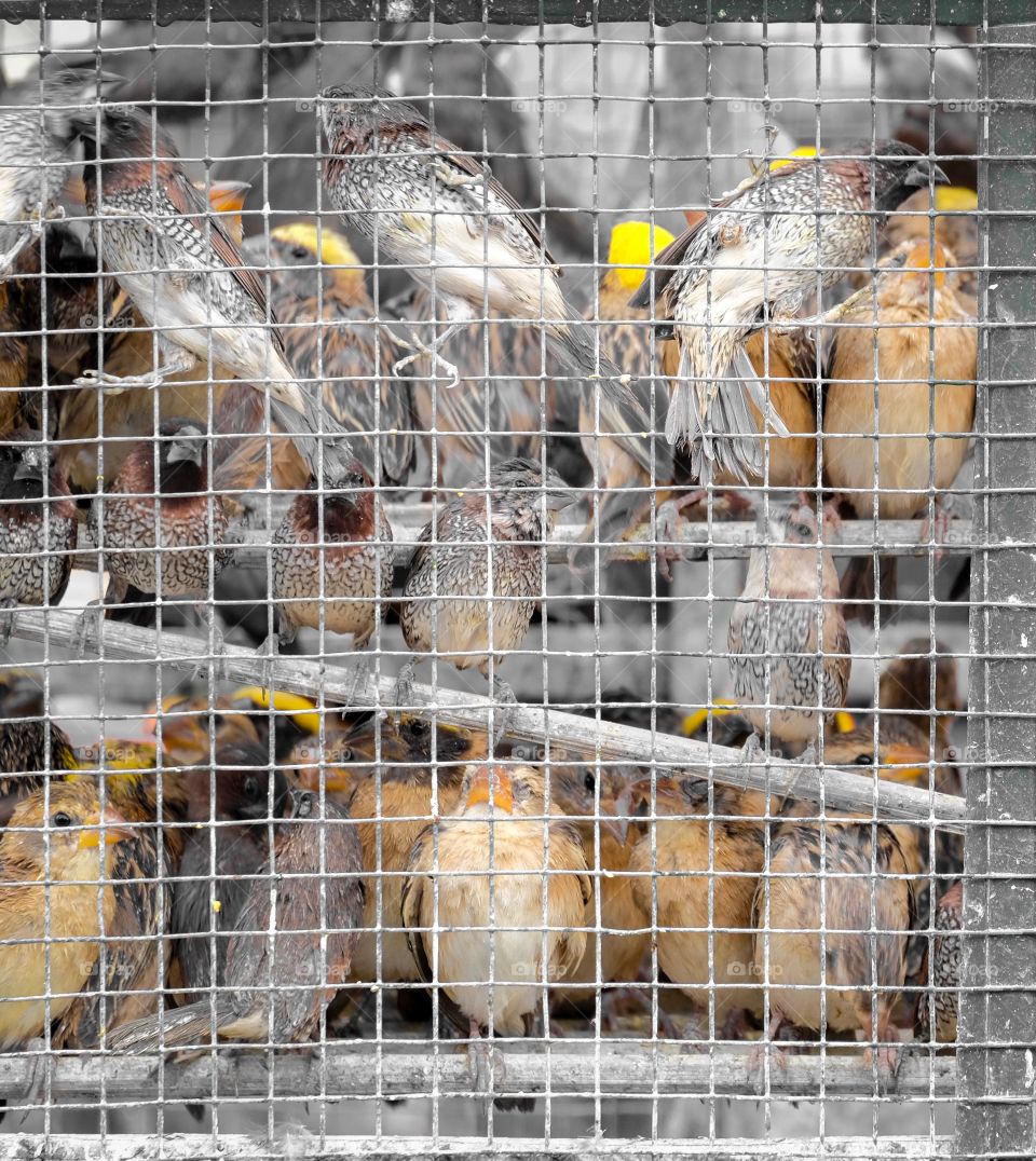 Bird in the cage 