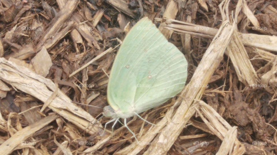 A butterfly perched on a haystack