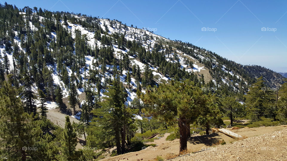 Mountain forest with snow