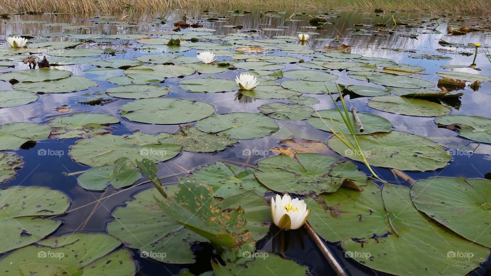 aquatic flower