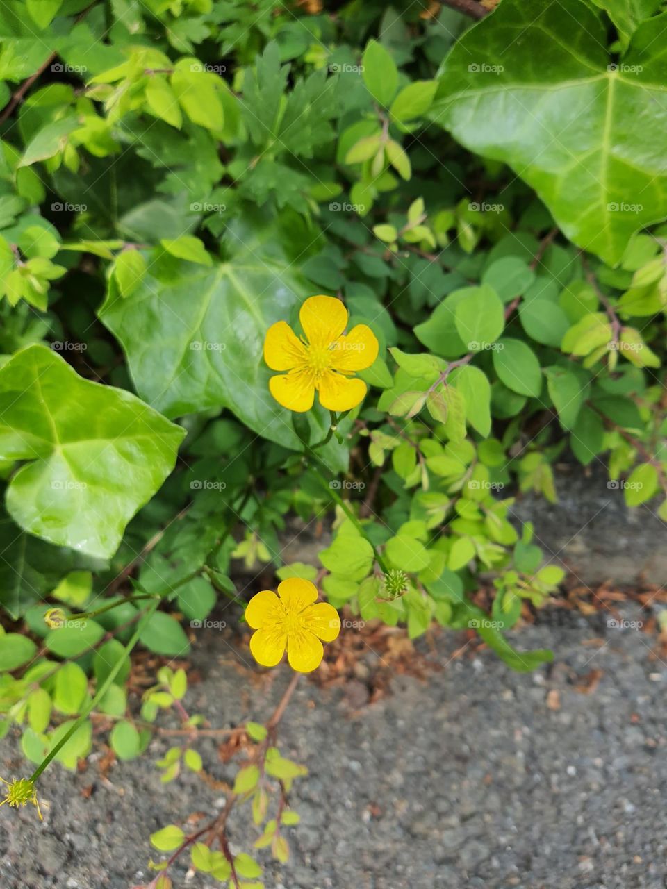Gelbe Blume am Wegesrand