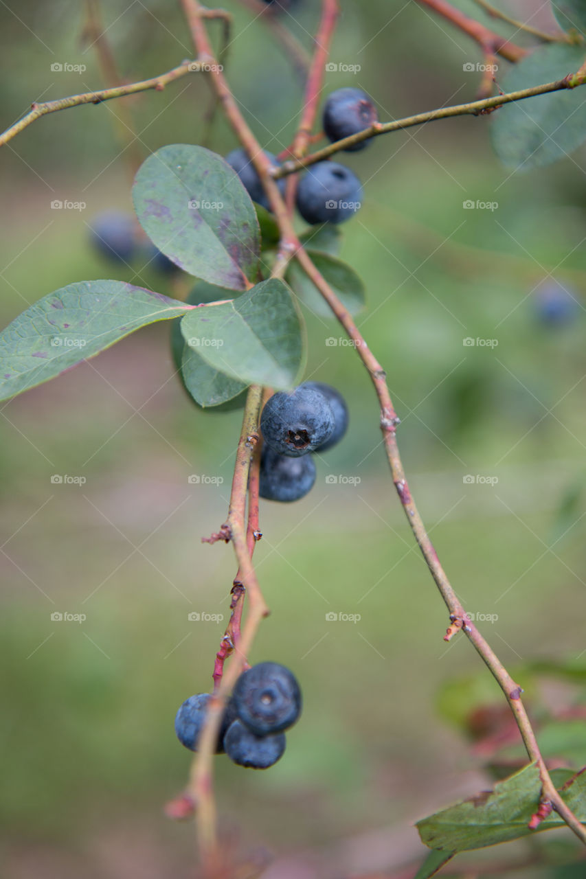 Blueberries on the vine 