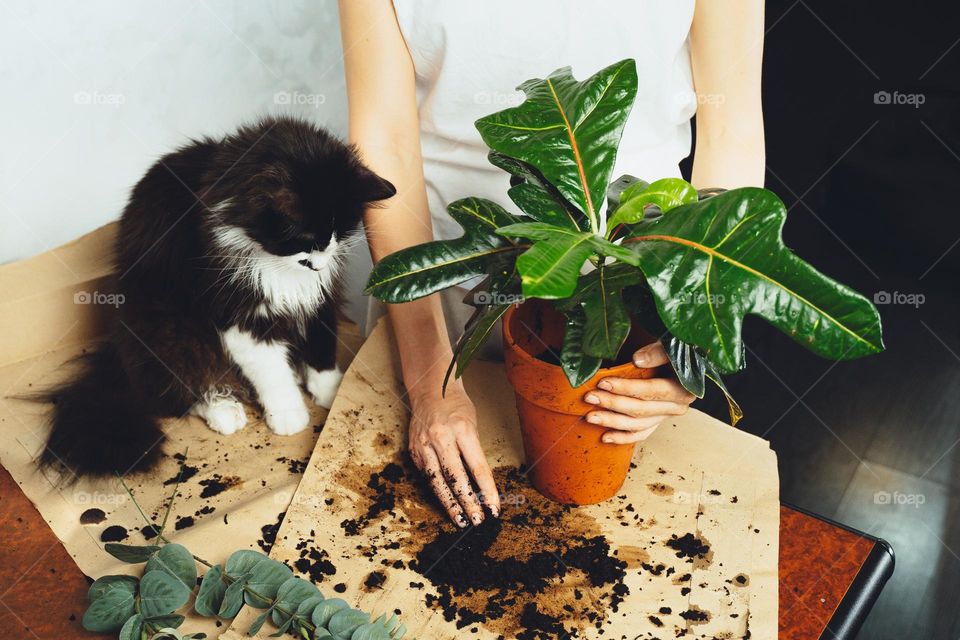 Young woman with black cat pet gardener taking care cultivate kroton plant, transplanting flower. Home gardening, houseplants, freelance. Hipster potting plants in ceramic pot on a counter in spring