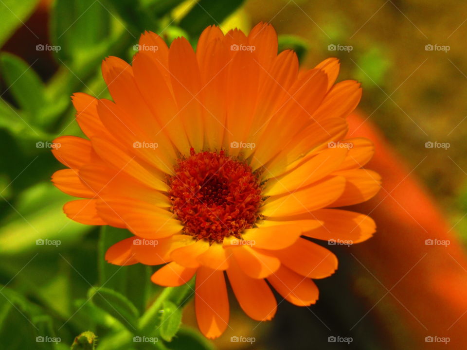 beautiful flowers Calendula officinalis, the pot marigold, ruddles, common marigold or Scotch marigold, is a plant in the genus Calendula of the family Asteraceae.