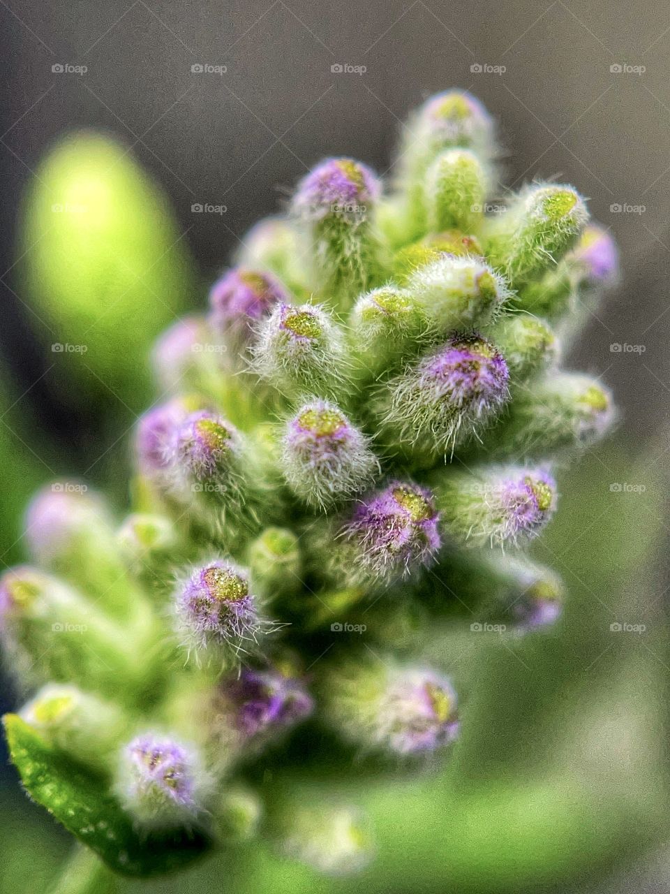 Lavender getting ready to bloom