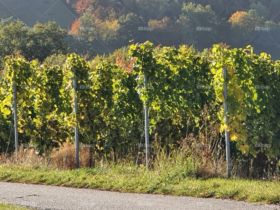 Vineyards