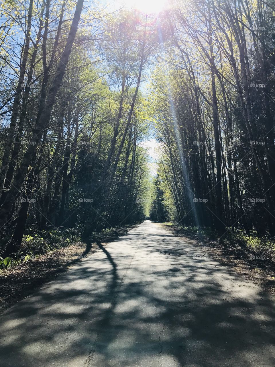 Shot of a rural road with the late day Spring sunshine creating beautiful shadows. The almost fluorescent early Spring green of the emerging leaves contrasting with the dark tree trunks beckons the traveler to follow the path & explore.